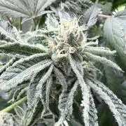 Legendary Larry (DOJA x Swamp Boys)