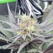 Spanish Moon S1 (Lovin' In Her Eyes)