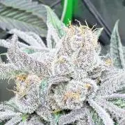 Legendary Larry (DOJA x Swamp Boys) #7