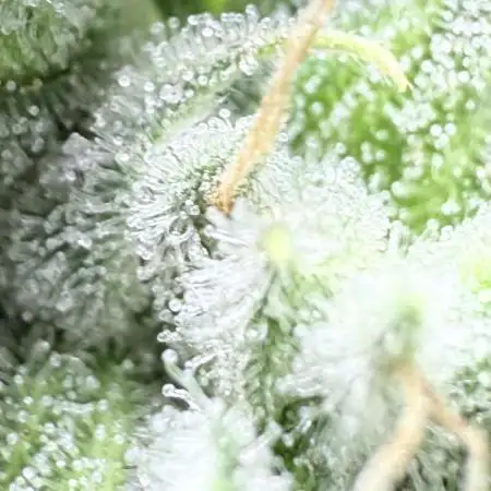 Jet Puft - The Menthol Vol. 2 - RDWC #3