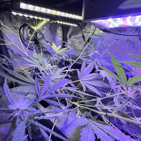Zkittlez X Moonbow - Aeroponic