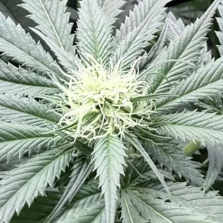 Spanish Moon S1 (Lovin' In Her Eyes)