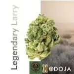 Legendary Larry (DOJA x Swamp Boys)