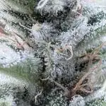 Jet Puft - The Menthol Vol. 2 - RDWC #4
