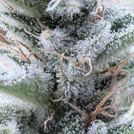 Jet Puft - The Menthol Vol. 2 - RDWC #4