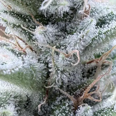 Jet Puft - The Menthol Vol. 2 - RDWC #4