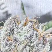 Legendary Larry (DOJA x Swamp Boys) #7