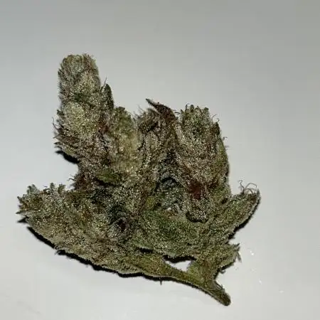 Jet Puft - The Menthol Vol. 2 - (UV-A Supplemented Aeroponic in Franken-tent)