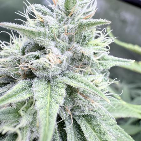 Jet Puft - The Menthol Vol. 2 - RDWC #3