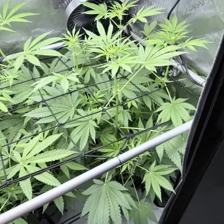 Triangle Kush X Irene - from Nspecta