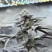 Grape Gas (Compound x Cannarado) #2