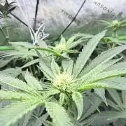Legendary Larry (DOJA x Swamp Boys) #7