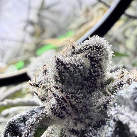 Grape Gas (Compound x Cannarado) #4