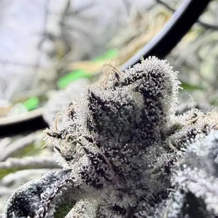 Grape Gas (Compound x Cannarado) #4