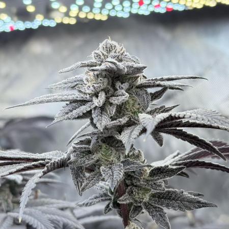 Grape Gas (Compound x Cannarado) #2