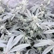Legendary Larry (DOJA x Swamp Boys) #8