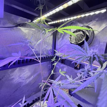 [CHEMxTKxJFG] X The Menthol - Aeroponic