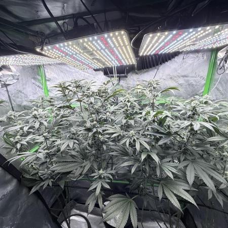 Grape Gas (Compound x Cannarado) #3