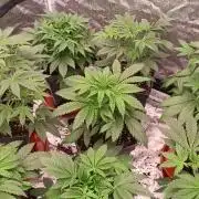 BioTanicPro