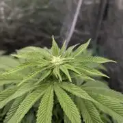 Living Soil regelt - 3 Sorten