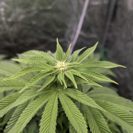 Living Soil regelt - 3 Sorten