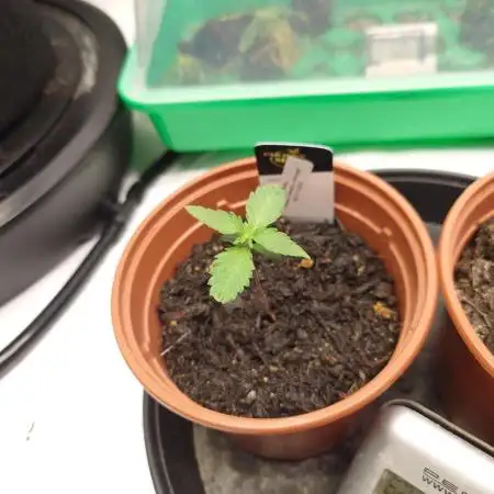 Seifuku + Sour Zoda in Living Soil