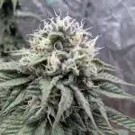 Sour Zoda in Living Soil