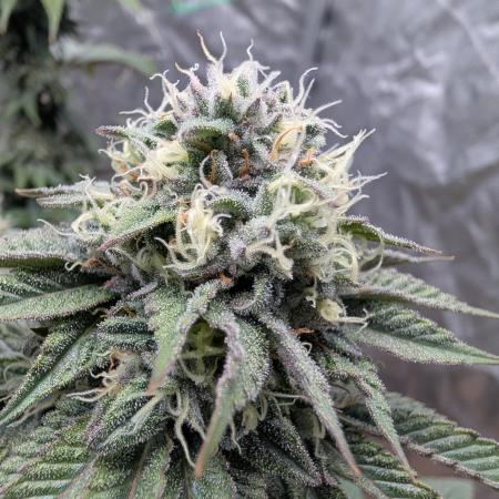 Sour Zoda in Living Soil