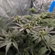 Living Soil regelt - 3 Sorten