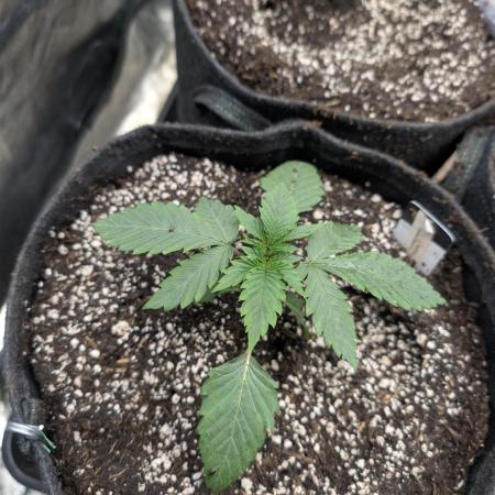 Living Soil regelt - 3 Sorten