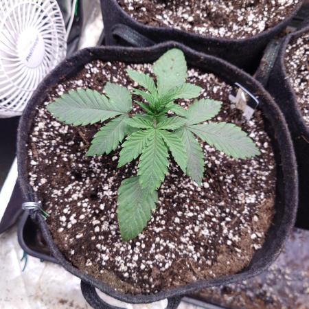 Living Soil regelt - 3 Sorten