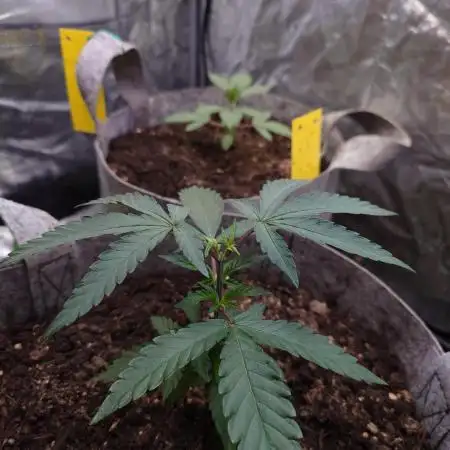 Seifuku + Sour Zoda in Living Soil