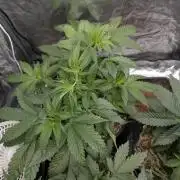 Living Soil regelt - 3 Sorten