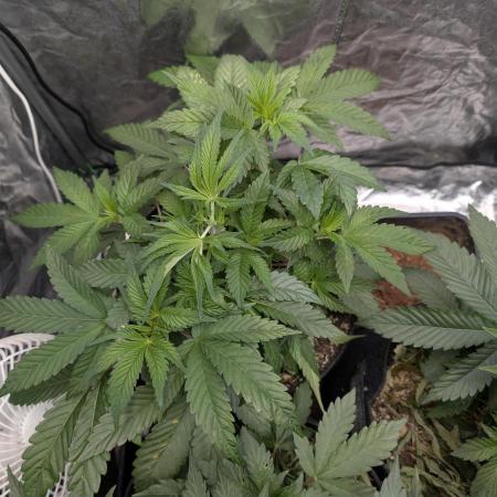 Living Soil regelt - 3 Sorten