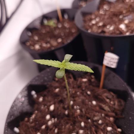 Georgia Pie|PAX Genetix|Wizzy's Garten