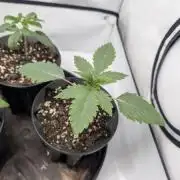 Living Soil regelt - 3 Sorten