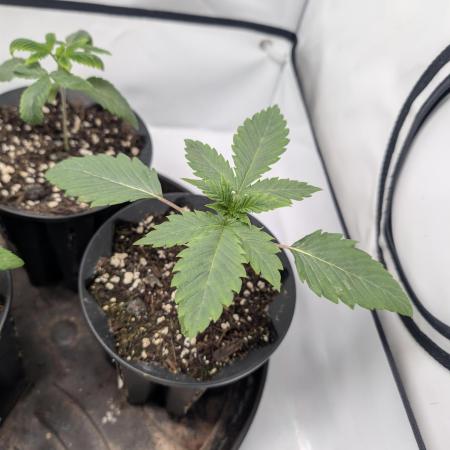 Living Soil regelt - 3 Sorten