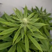 Georgia Pie|PAX Genetix|Wizzy's Garten