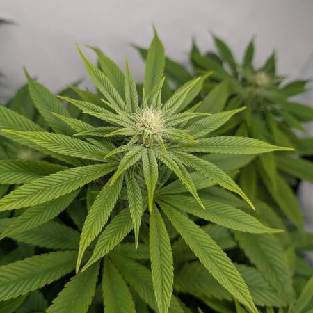 Georgia Pie|PAX Genetix|Wizzy's Garten