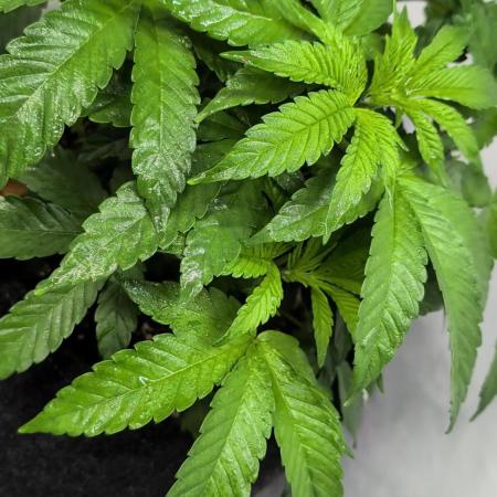 Georgia Pie|PAX Genetix|Wizzy's Garten