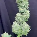 Red Velvet Auto by Paradise Seeds mit Wizzy's Garten (deutsch)