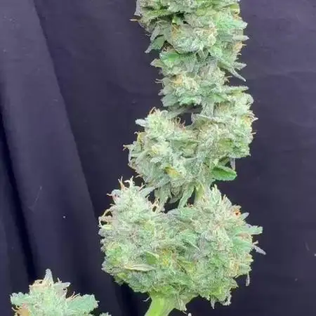 Red Velvet Auto by Paradise Seeds mit Wizzy's Garten (deutsch)