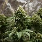 Sour Zoda in Living Soil