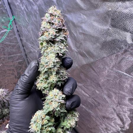 Sour Zoda in Living Soil