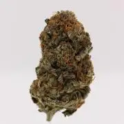 Sour Zoda in Living Soil