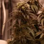 Sour Zoda in Living Soil