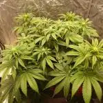 Sour Zoda in Living Soil