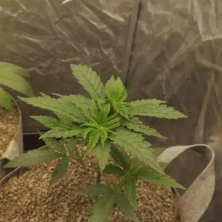 Seifuku + Sour Zoda in Living Soil
