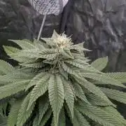 Living Soil regelt - 3 Sorten