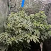 Living Soil regelt - 3 Sorten